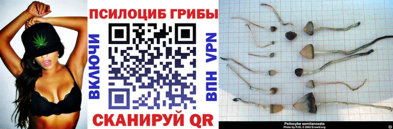 как найти   mega зеркало  Галлюциногенные грибы Psilocybe  Кукмор 
